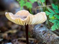Kleiner flacher Pilz mit schwarzem Stiel